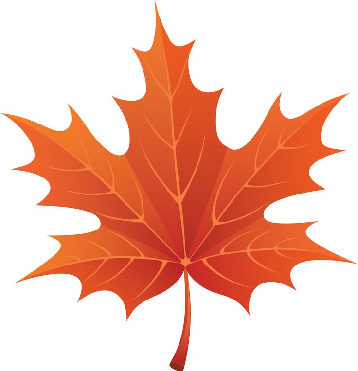 736x763 Autumn Maple Leaf Clip Art