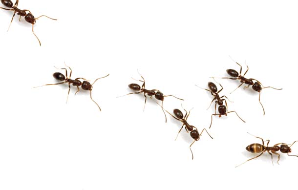 610x389 Image Result For Ants Marching Tattoo Ideas Ant