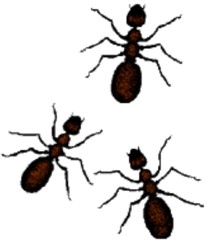 430x500 Ants Clip Art
