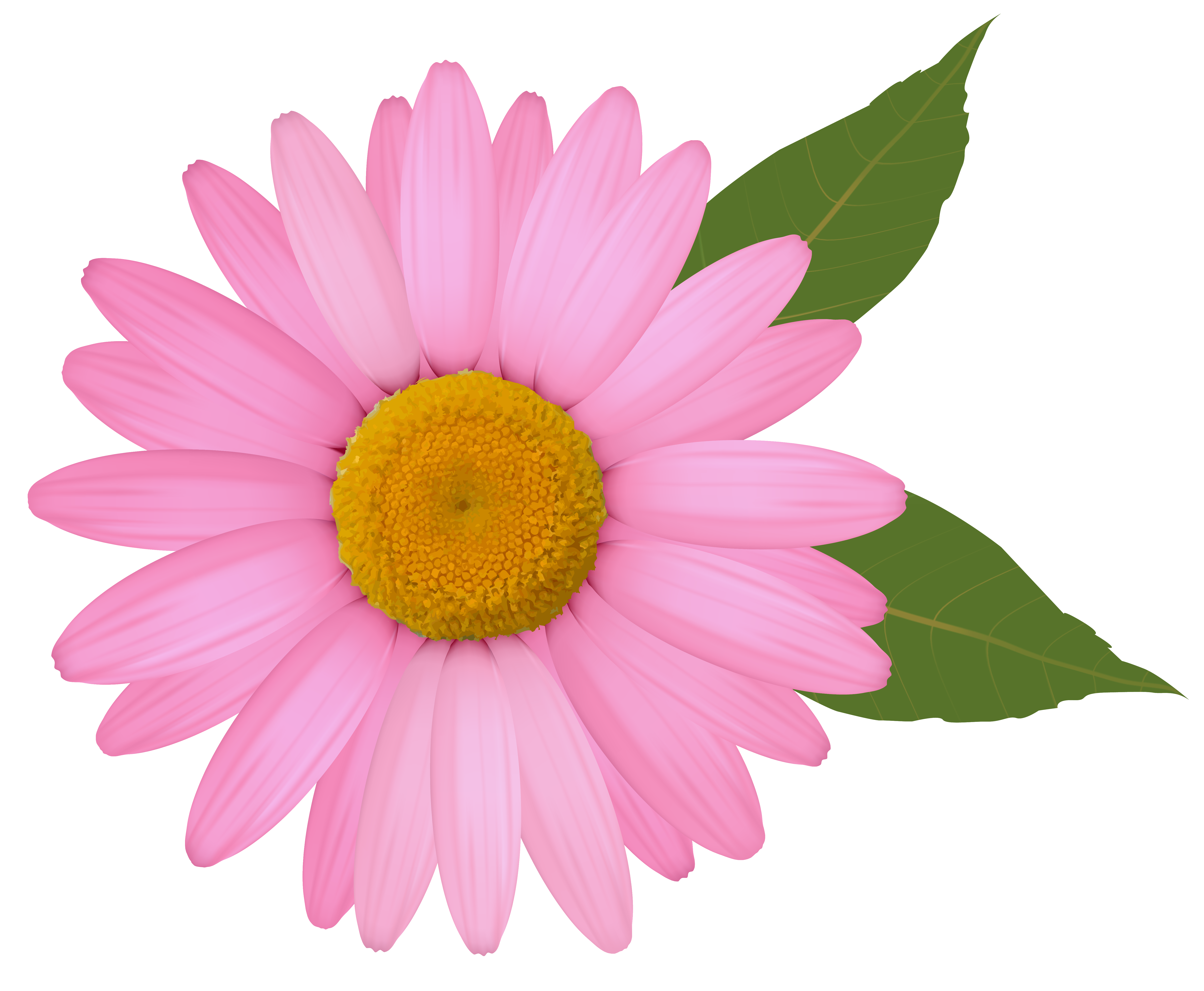 6006x4941 Top 66 Daisy Clip Art