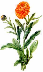 182x300 Free Marigold Clipart