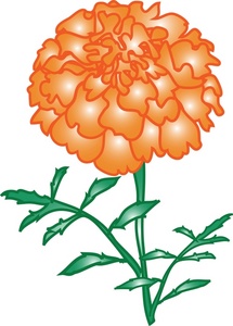 215x300 Marigold Clipart Image