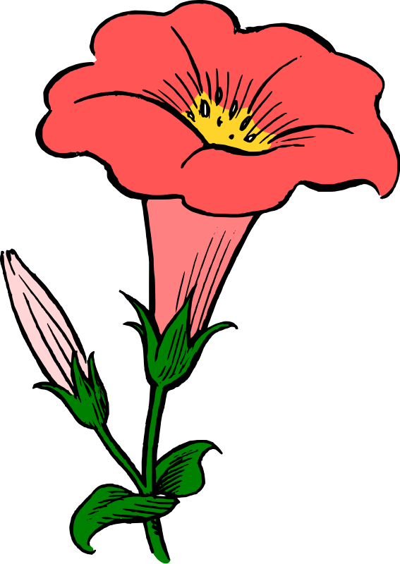 567x800 Marigold Clipart Cartoon
