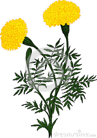 316x450 Marigold Clipart Drawing