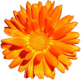 269x264 Planting Marigolds Cliparts 245355