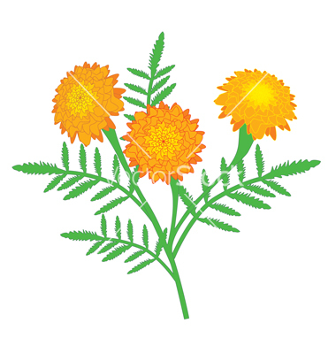 380x400 Yellow Marigold Clipart
