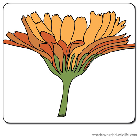 450x450 Calendula Clipart