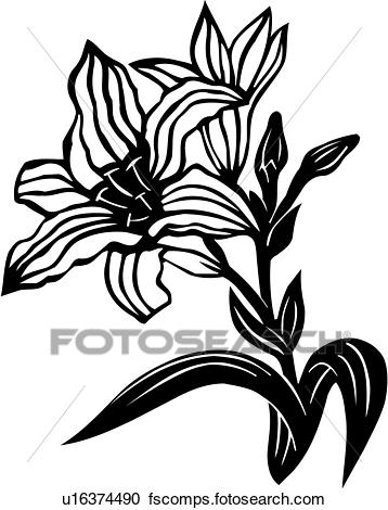 358x470 Clip Art Of , Flower, Marigold, Varieties, U11336146