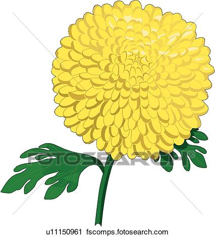 426x470 Clipart Of Chrysanthemum U11150961
