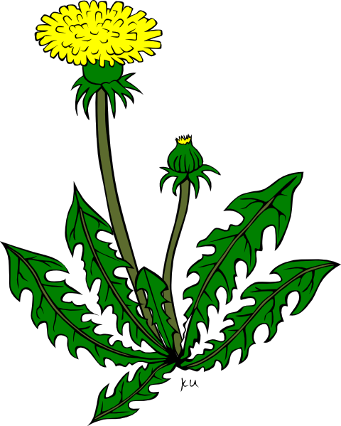 480x599 Dandelion Weed Clip Art