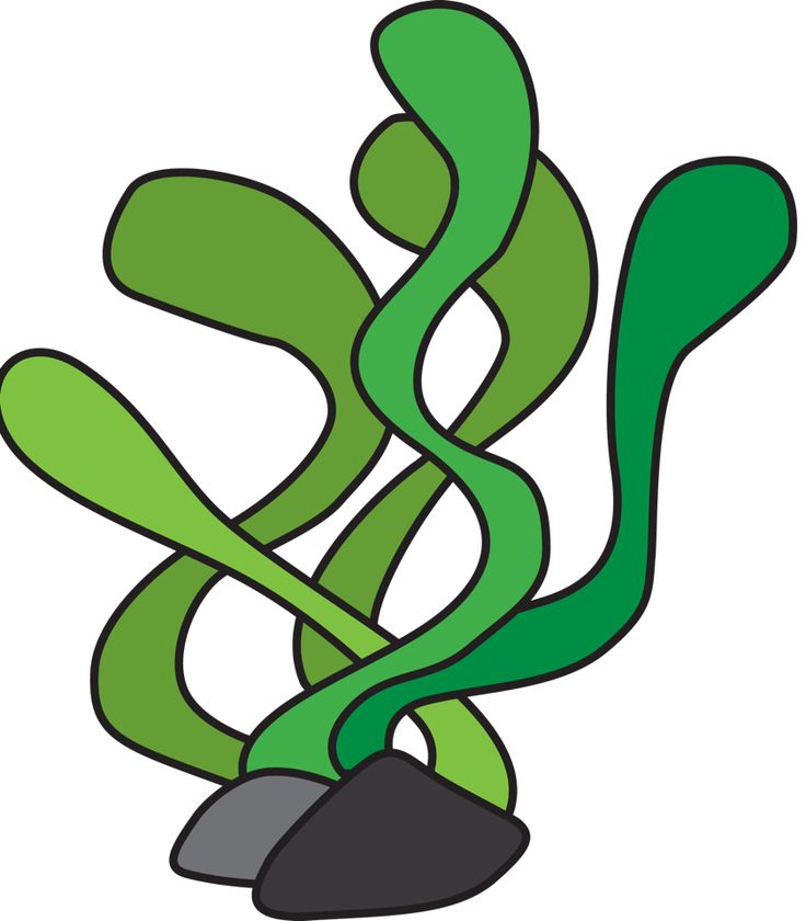 736x840 Marijuana Clipart Ocean Plant