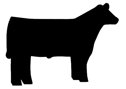 519x366 Steer Clipart