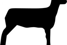 216x146 Club Lamb Clip Art Clipart