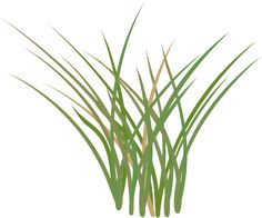 236x196 Marsh Grass Clipart Collection