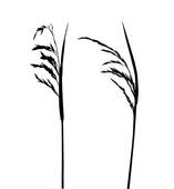 157x170 Marsh Plant Clipart