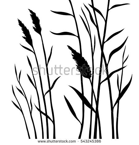 450x470 Reed Clipart Marsh Grass