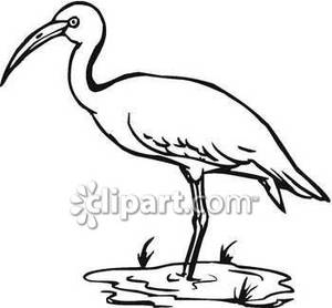 300x278 And White Crane In A Marsh