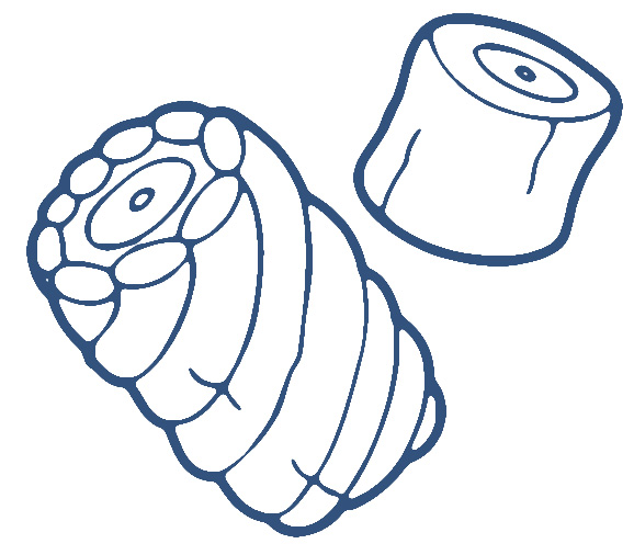 578x506 Marshmallow Clip Art Clipart