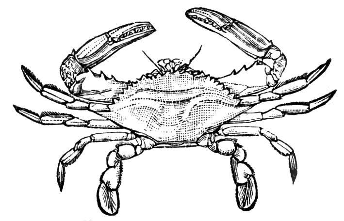 709x456 Drawn Crab Maryland Crab