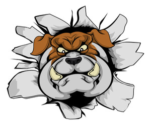 300x250 Bulldog Face On White Background Royalty Free Stock Image