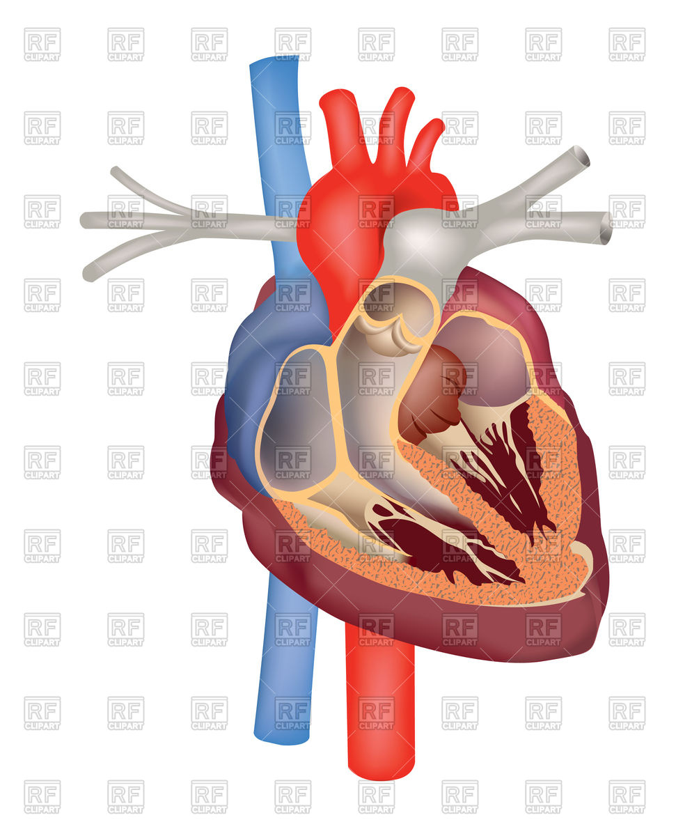 994x1200 Heart Anatomy Medical Sign Royalty Free Vector Clip Art Image