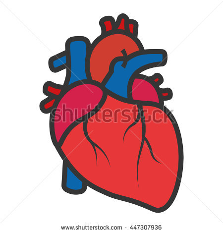 450x470 Organs Clipart Real Heart