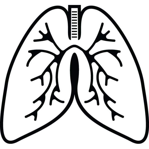 600x600 Lungs Anatomy Clip Art For Custom Medical Products Amp Gifts