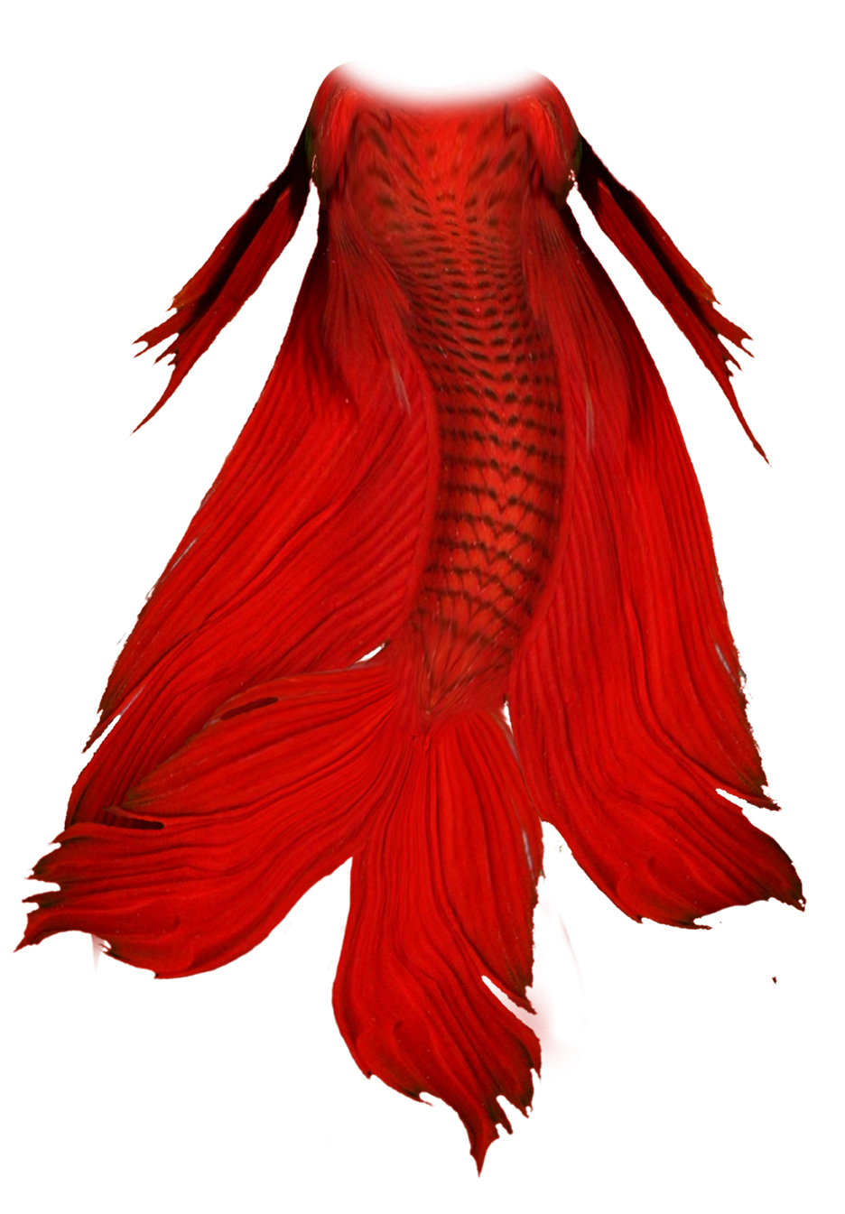 936x1345 Betta Mermaid Tail By Crystalbreath81