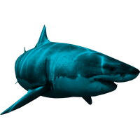 200x200 Download Mermaid Tail Png Hq Png Image Freepngimg