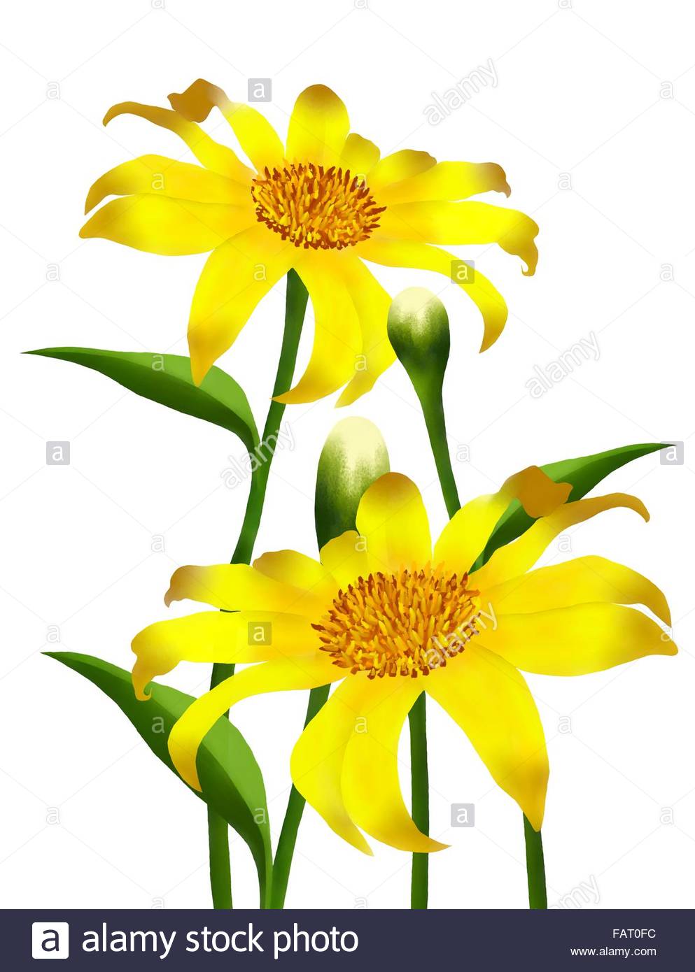 993x1390 Hand Drawing, The Bright And Beautiful Yellow Colors Of Mexican