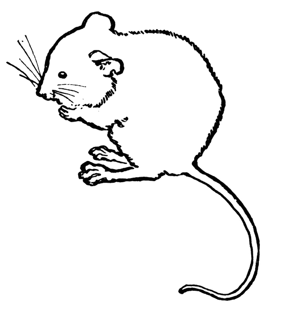 557x640 Mice Clipart Field Mouse