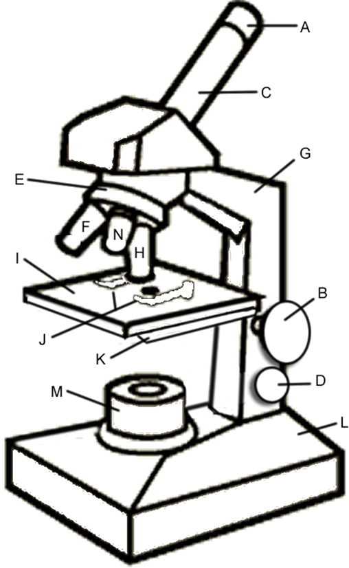 508x826 Compound Light Microscope Clipart Clipartfest 3