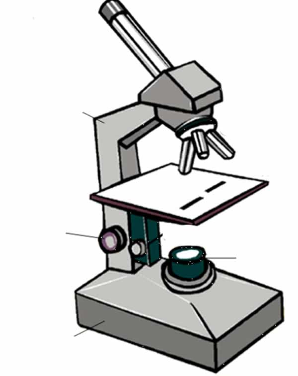 Unlabeled Microscope Diagram Clipart Best Clipart Bes - vrogue.co