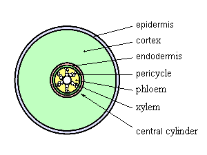 300x225 Figure 28 Diagram Of A Root Clipart Panda