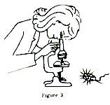 157x150 How To Use A Microscope