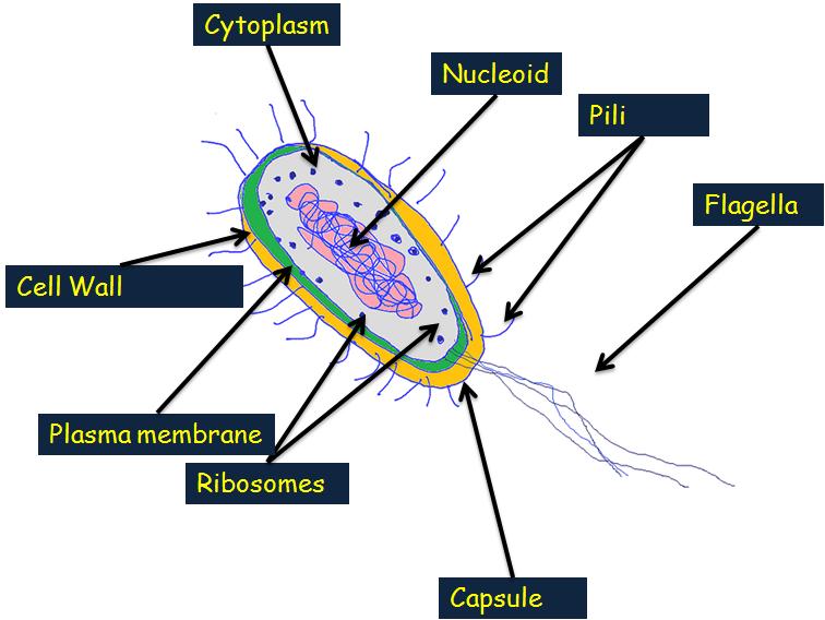 756x568 Unlabeled Microscope Diagram Group