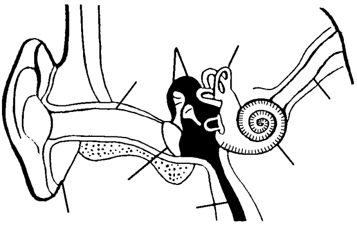 700x446 Diagram Of The Hearing System