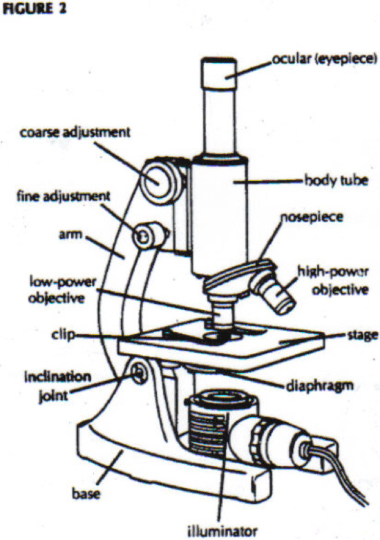 550x782 Parts Of Microscope
