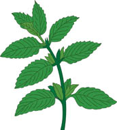 172x190 Mint Clipart