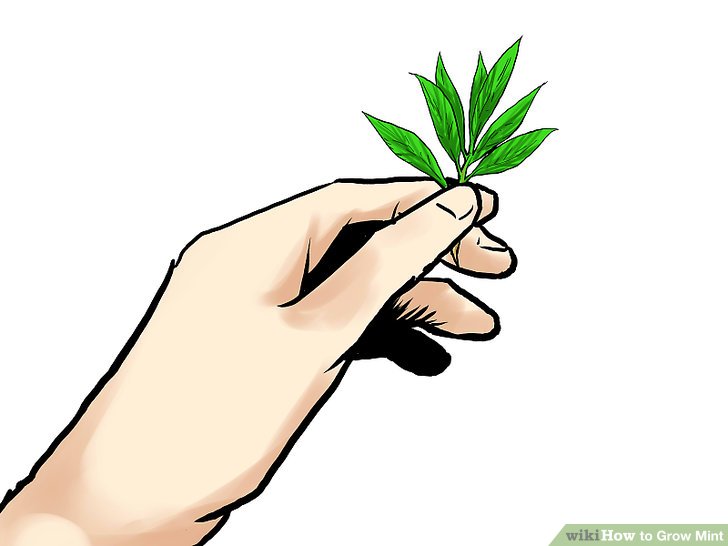 728x546 How To Grow Mint (With Pictures)