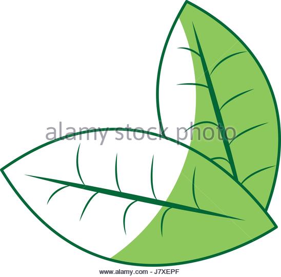 548x540 Mint Leaf Stock Vector Images