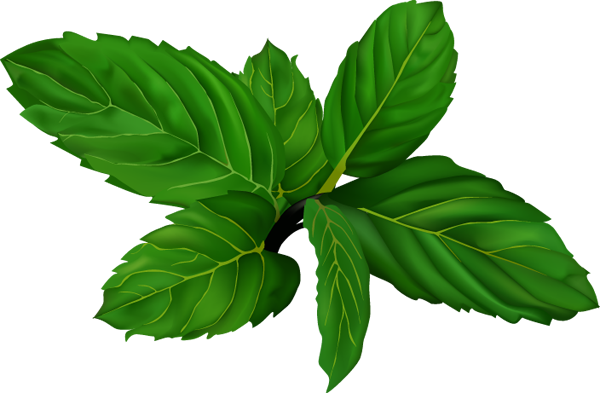 600x393 Mint Clipart Peppermint Leaf