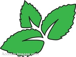 300x227 Foliage Clipart Mint