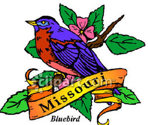 300x254 Bluebird, The State Bird Of Missouri