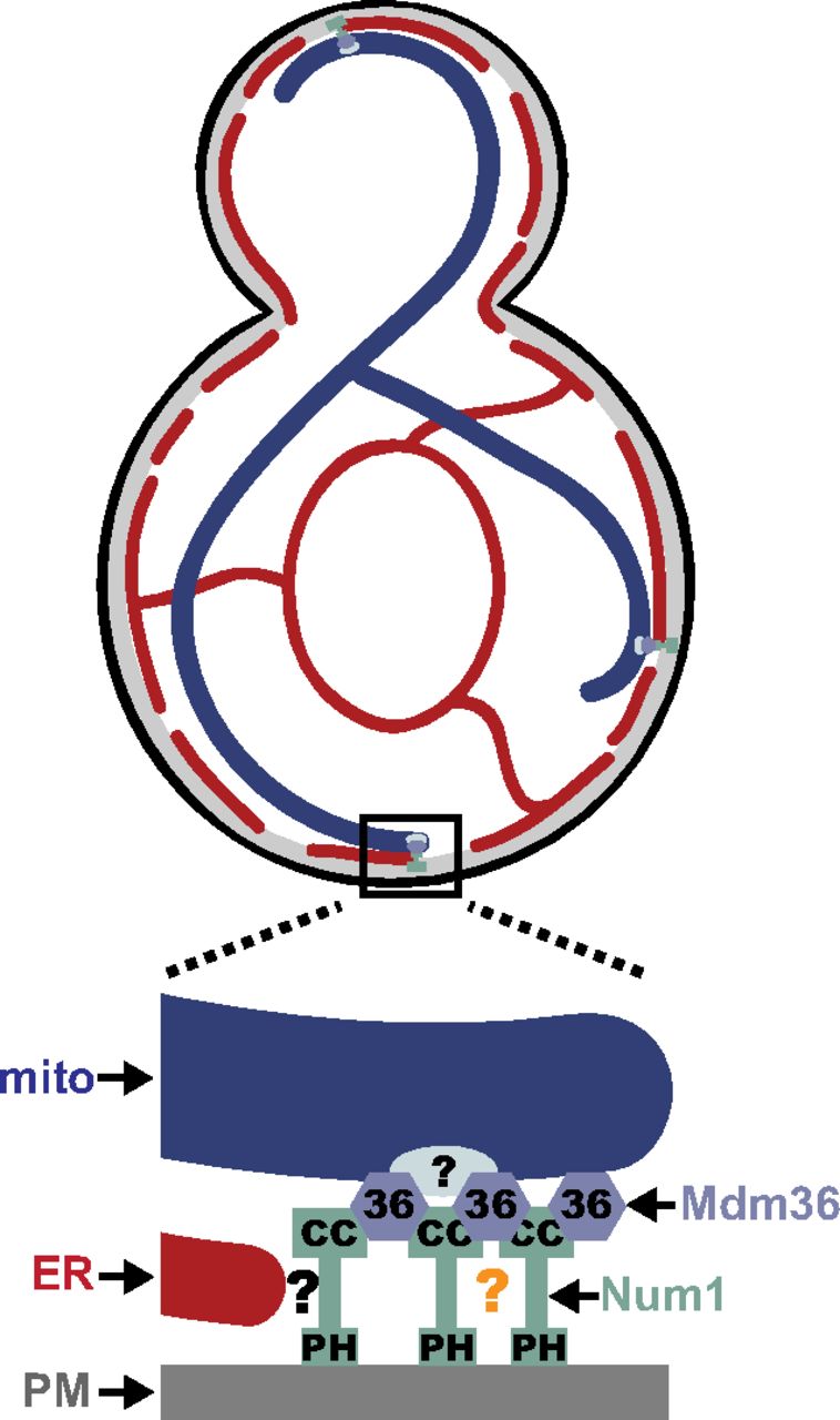 758x1280 Endoplasmic Reticulum Associated Tether