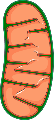 219x482 Golgi Apparatus