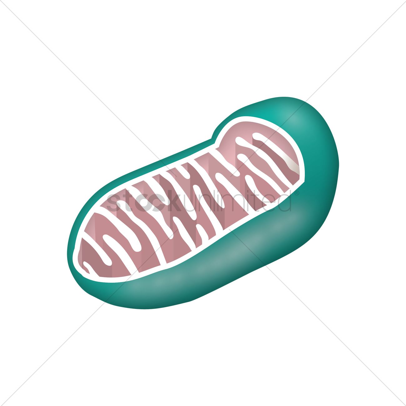 Mitochondria Clipart | Free download on ClipArtMag