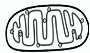 288x172 Mitochondria Cliparts