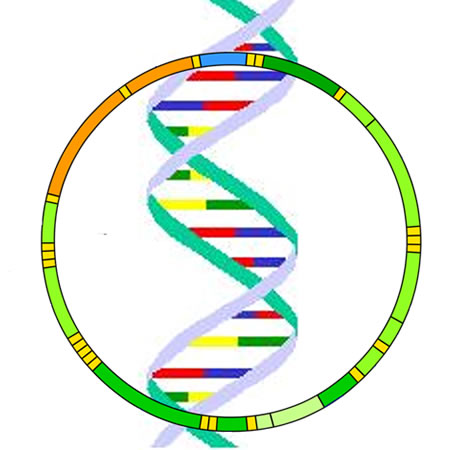 450x450 Plant Life Mitochondrial Dna