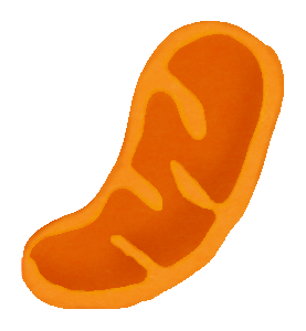 277x300 Mitochondrion.png